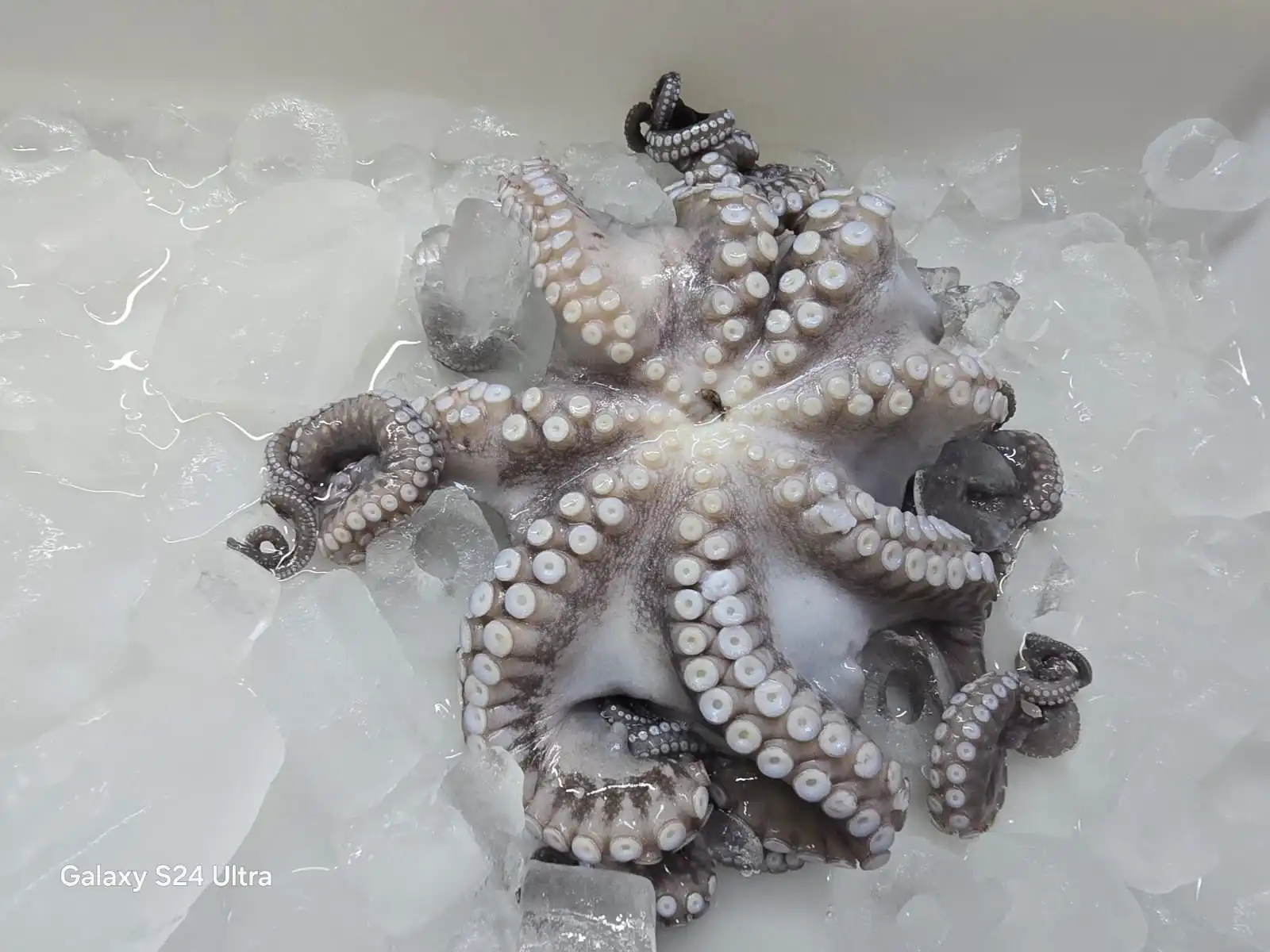 Frozen Raw Whole Cleaned Octopus Indonesia